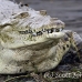 crocodile_american_tar_h_0049_cos0328.jpg